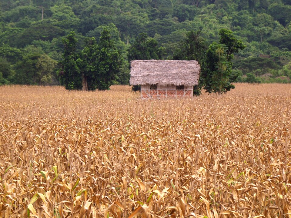 Harvest rustic agriculture