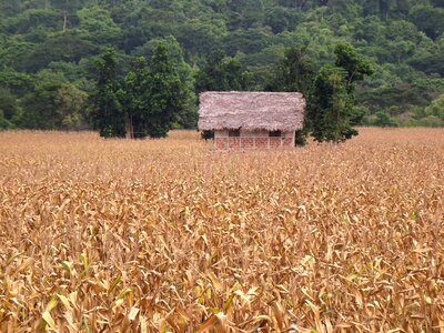 Harvest rustic agriculture