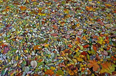 Foliage level jesen