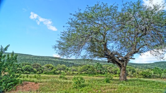 Trunk landscape leaves