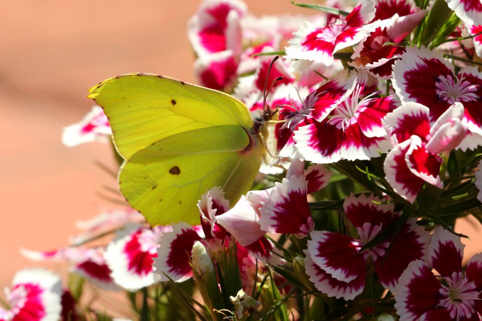 Yellow close up nature