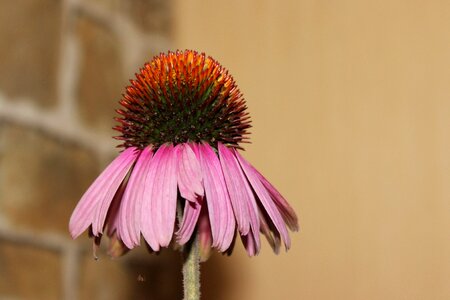 Composites garden plant pink