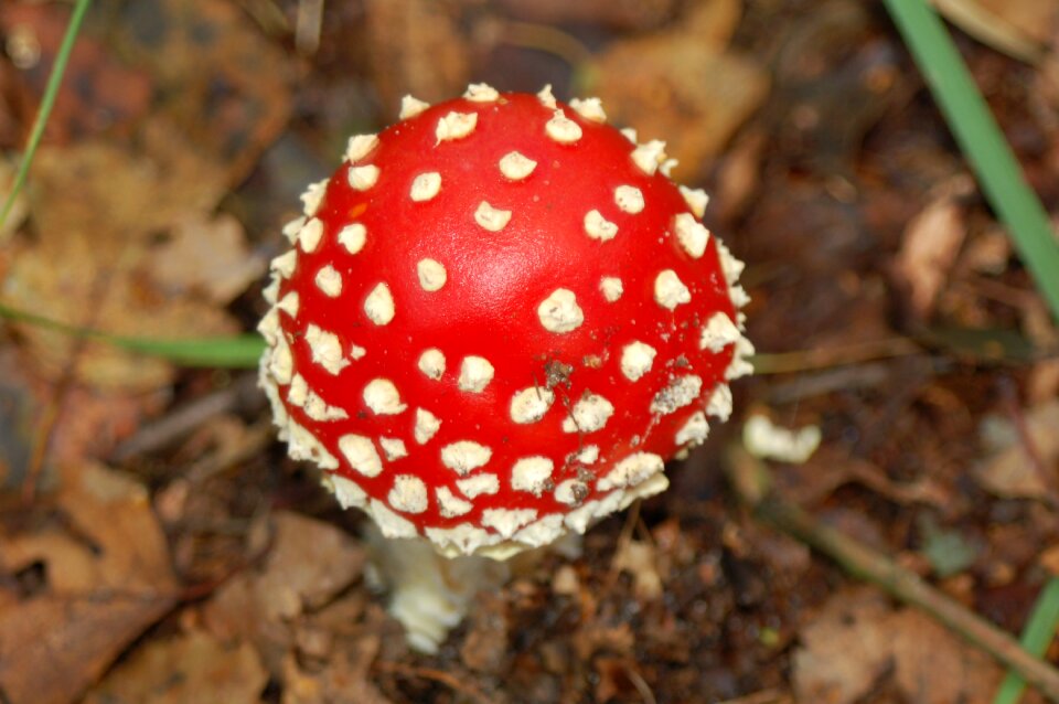 Mushrooms forest fall colors