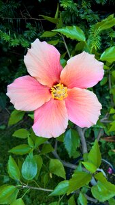 Mallow single bloom salmon