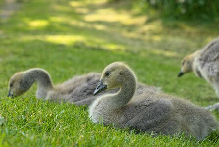 Young goose gosling grass
