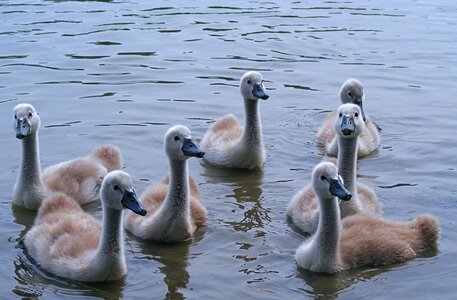 Swans mladata group
