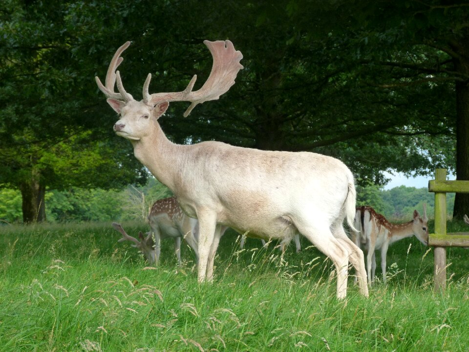 Male wildlife antlers