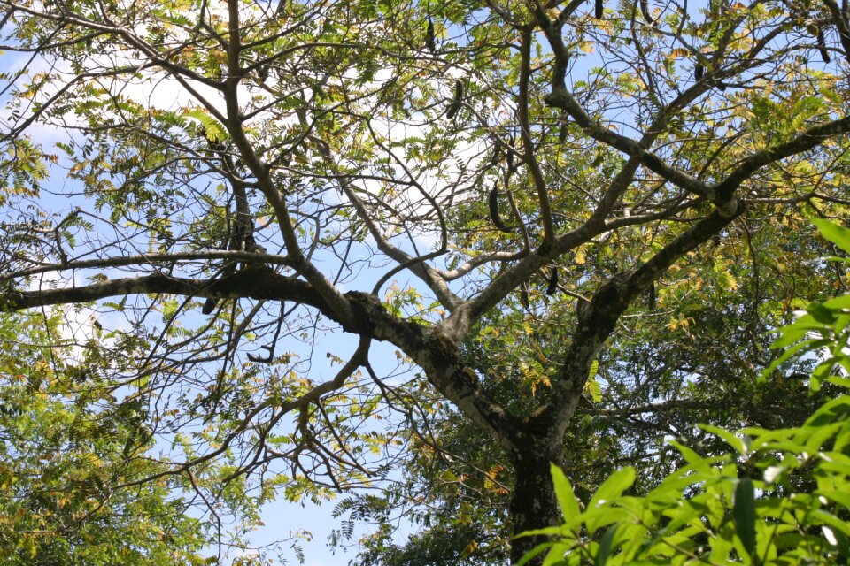 Forest trees green