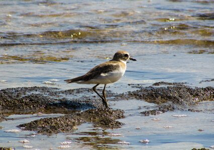 Beach wild nature photo