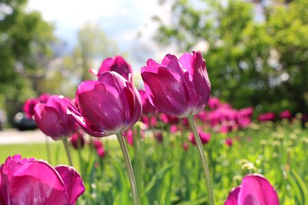 Delicate flower