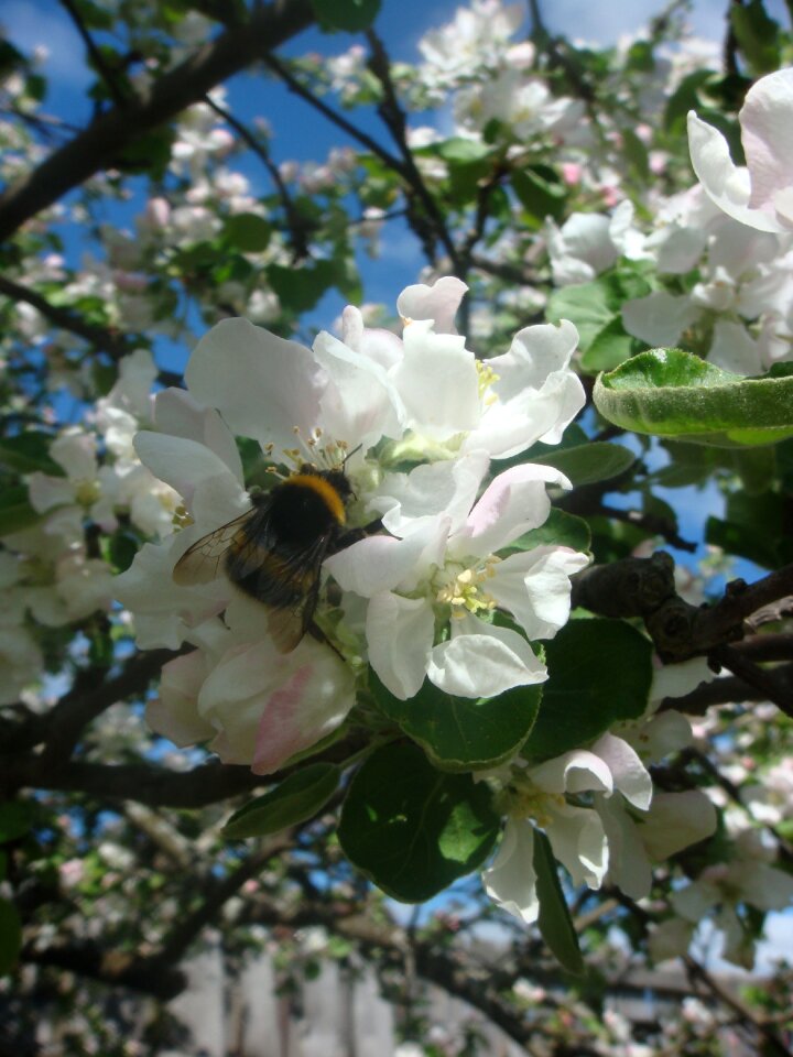 Spring beauty nature
