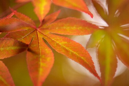 Acer japanese maple leaf photo