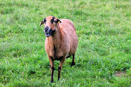 Lamb animal pet photo