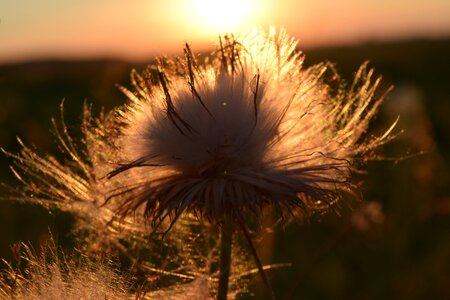 Close up seeds nature