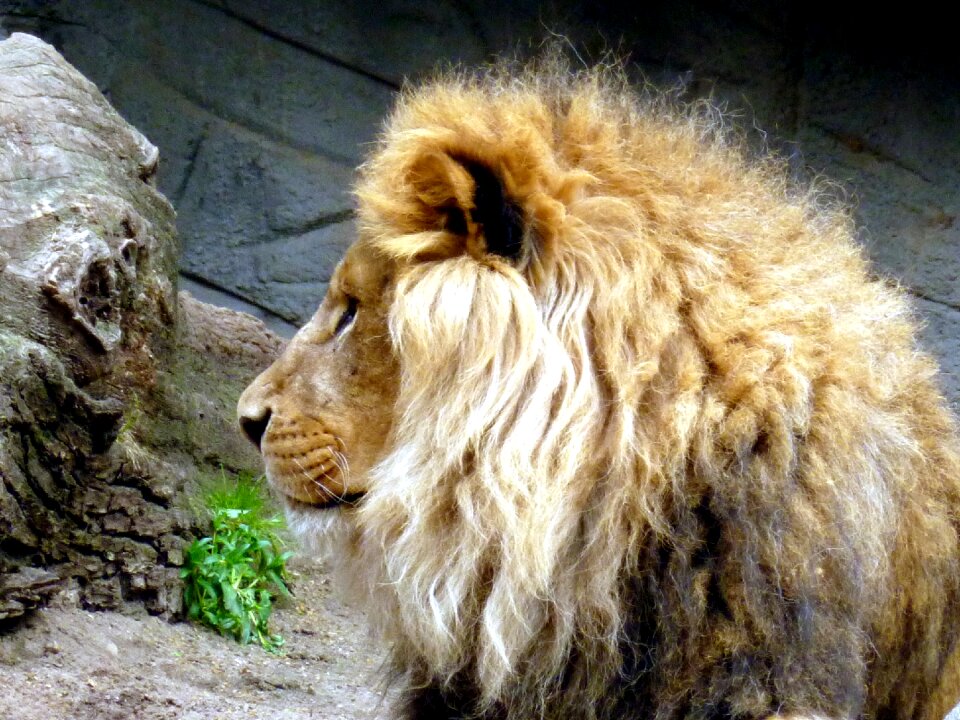 Lion head lion's mane head