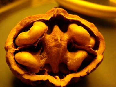 Walnut tree nuts