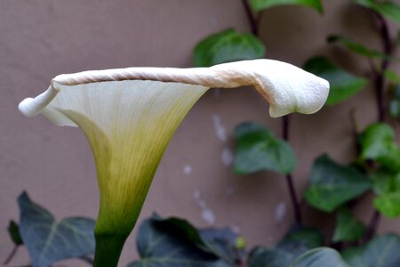White flower cultivation