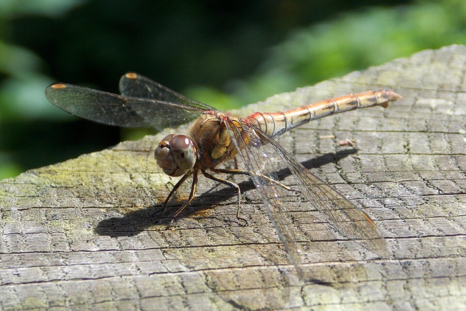 Close up fly nature