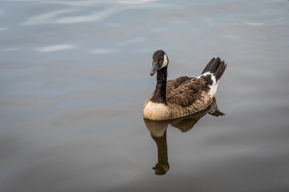 Geese animals pond photo