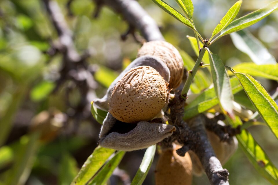 Maturation agriculture leaves