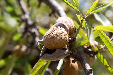 Maturation agriculture leaves