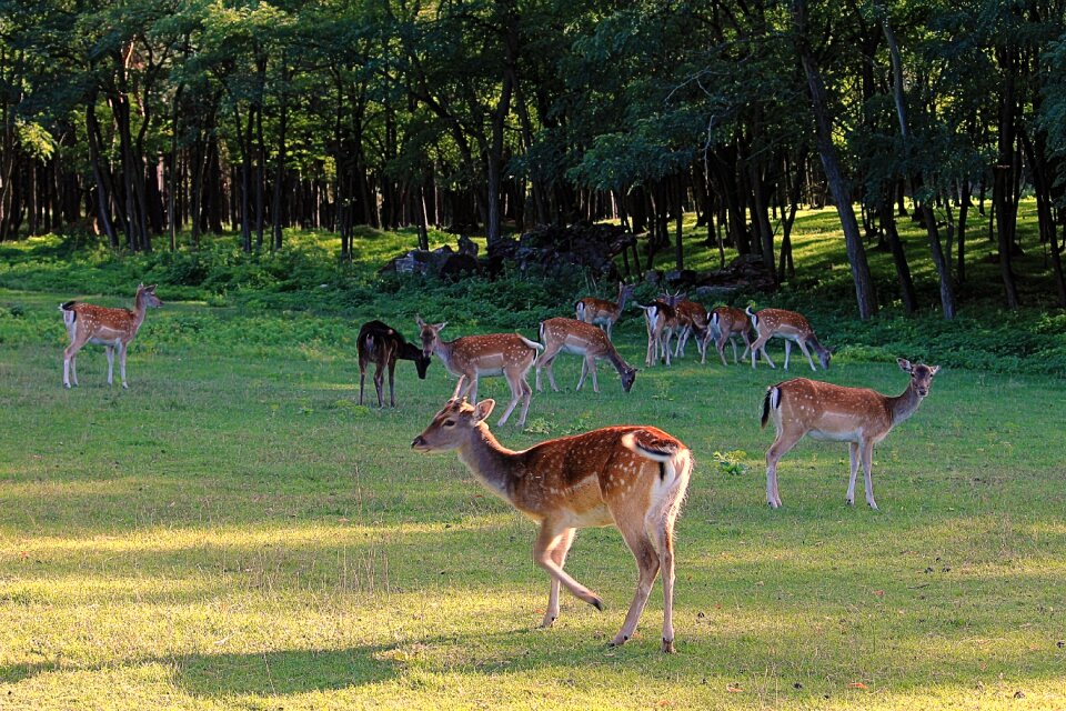 Fallow deer landscape grass