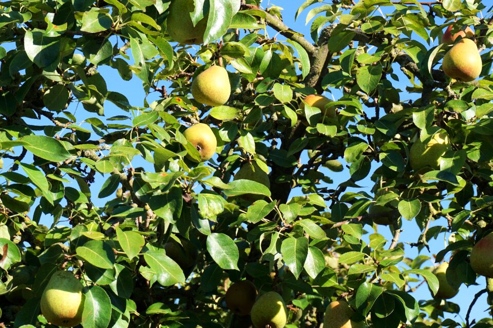 Nature fruit pear tree
