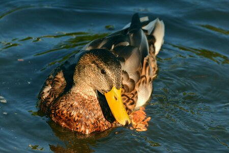 Water water bird duck bird photo