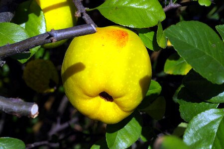 Apple green yellow ornamental plants