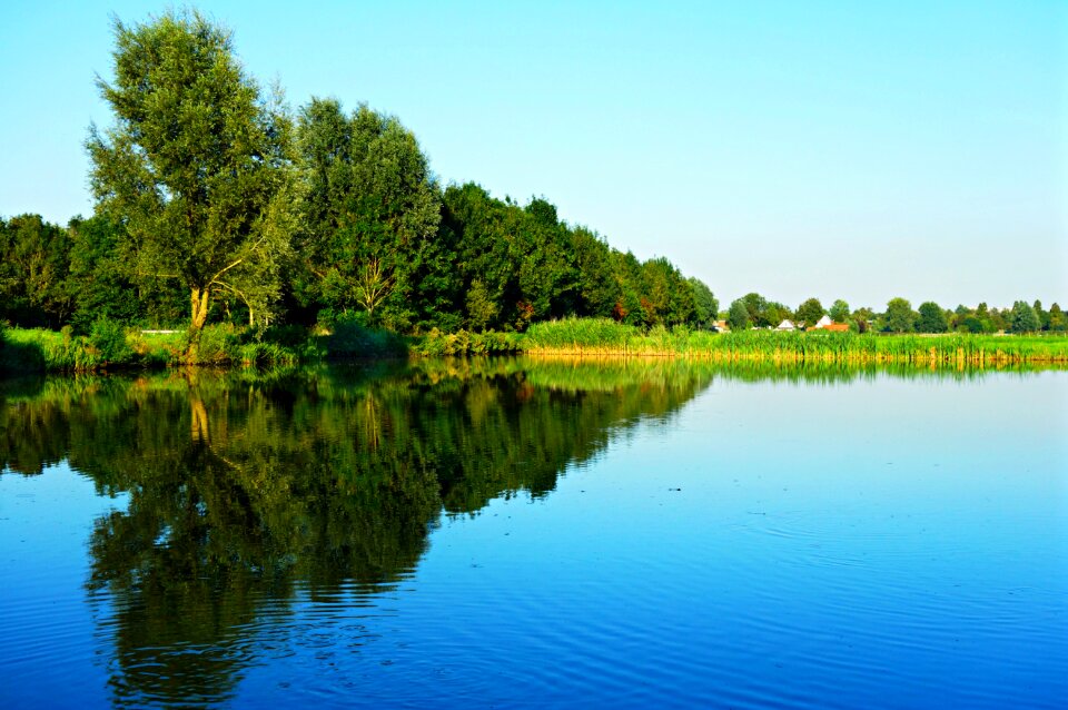 Reflection trees field