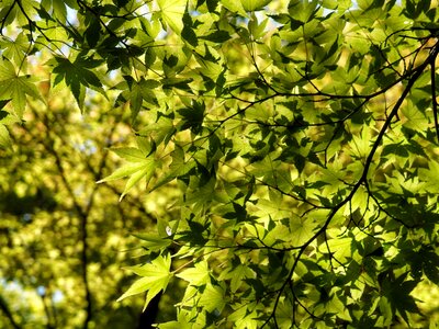 Foliage plant japanese maple photo