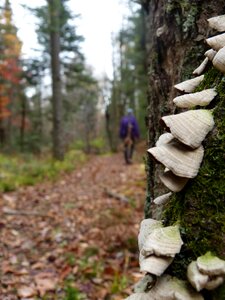 Mushrooms hiking fall