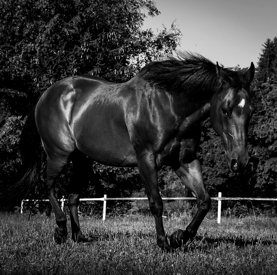 Horse black and white pasture
