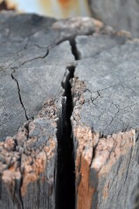 Wood texture detail
