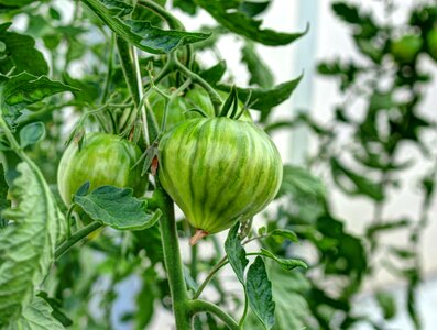 Plant cultivation vegetables photo