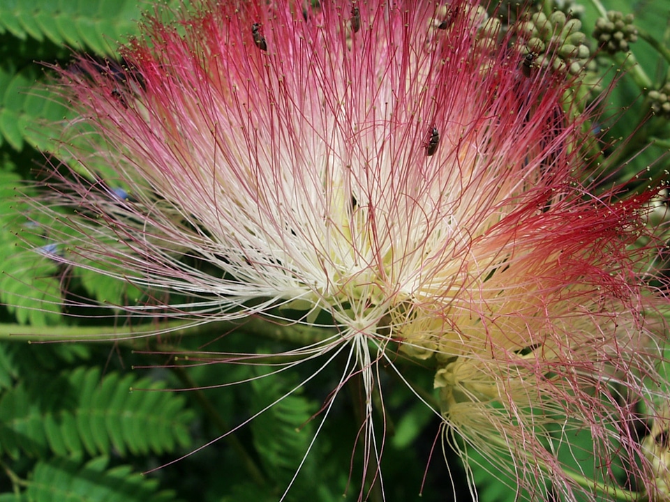 Blossom bloom pink