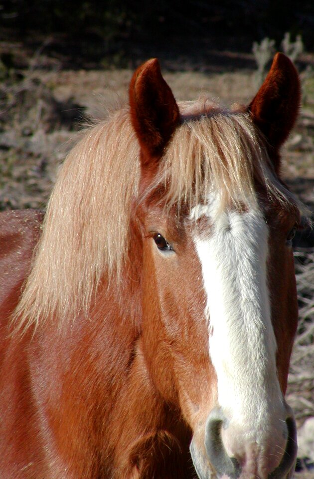 Ranch rural animal