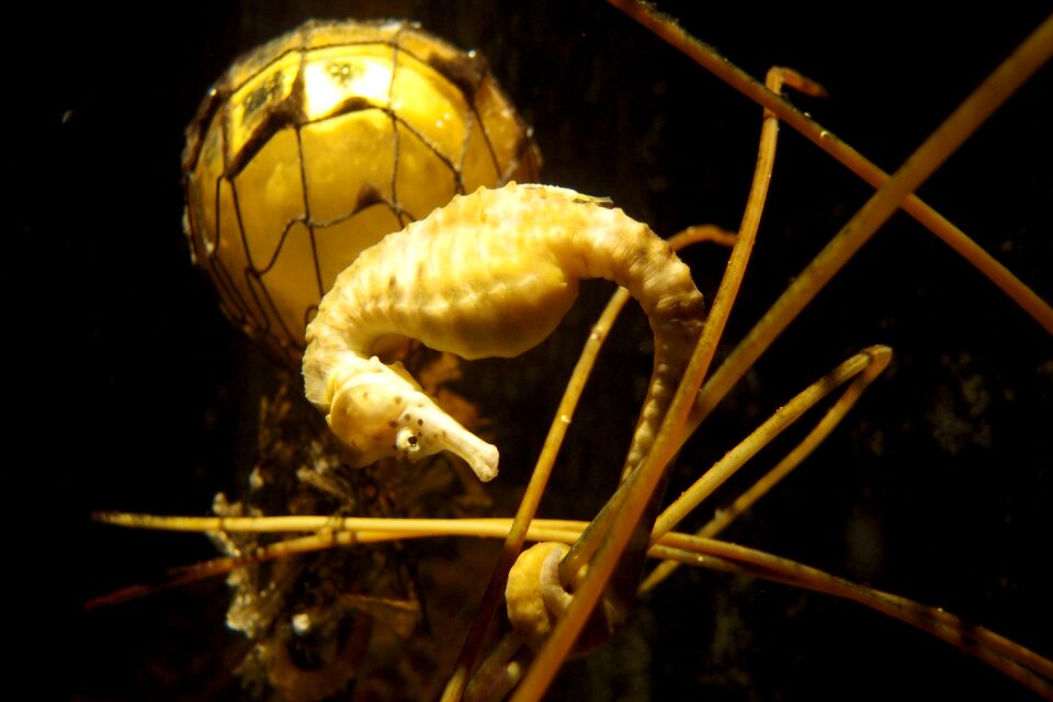Yellow undersea world sea life
