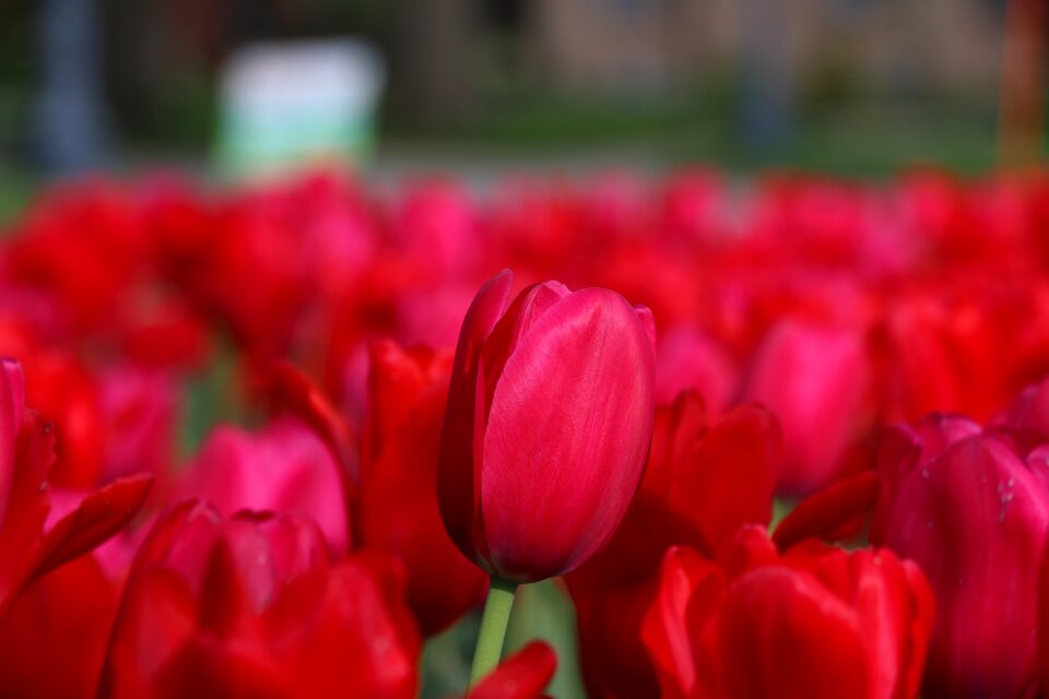 Flower bed delicate photo