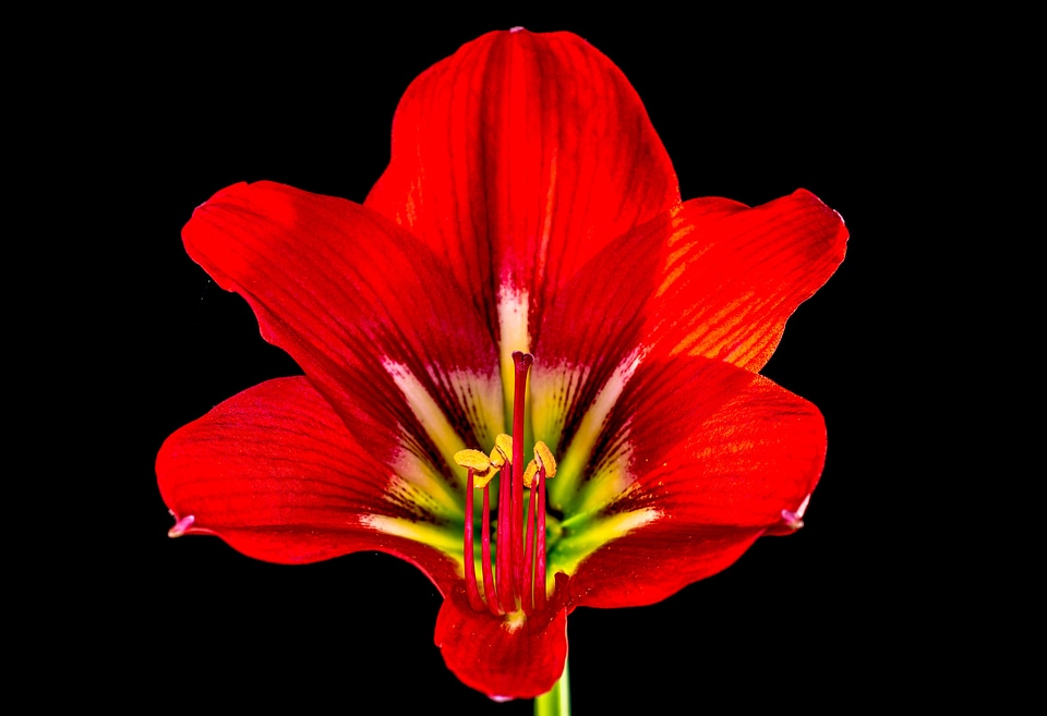 Bloom flower red
