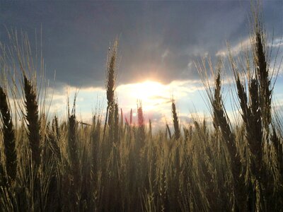 Nature landscape summer photo