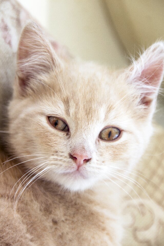 Pet animal fur