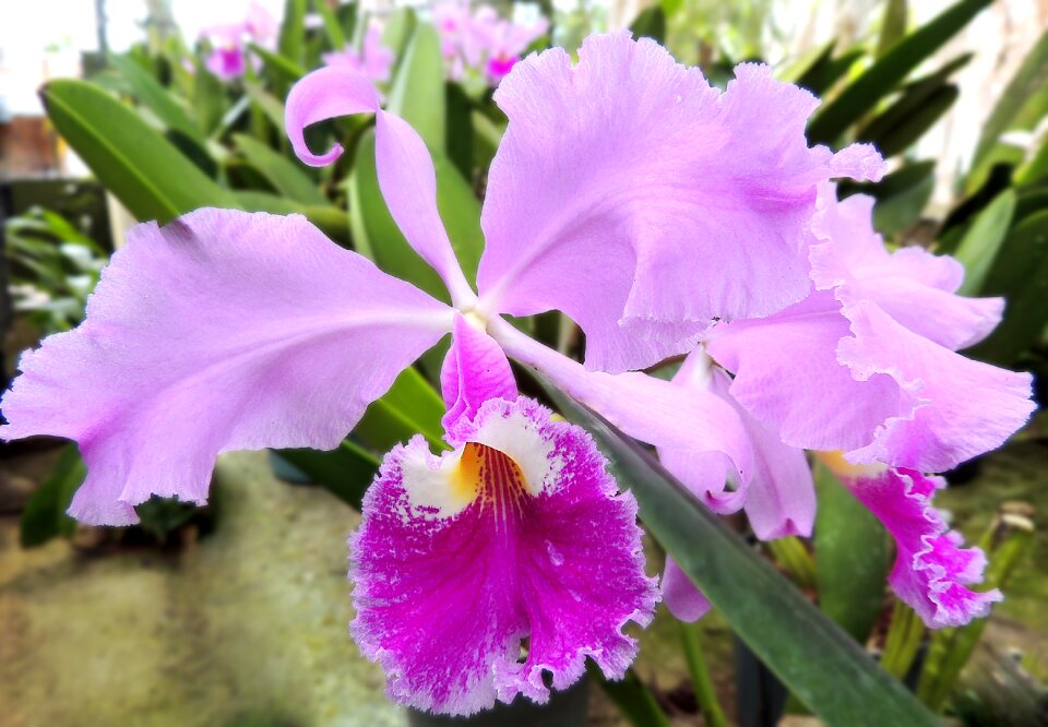 Flowers plant orchid flower