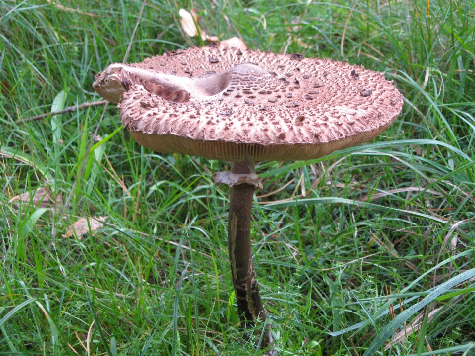 Autumn forest fly agaric