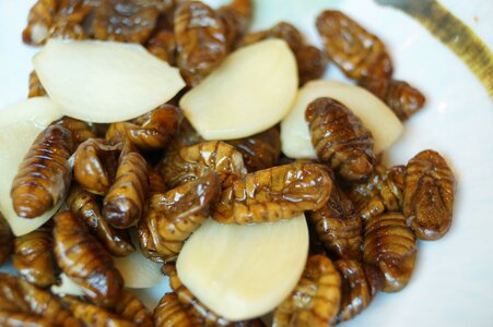 Chrysalis silkworm garlic chrysalis