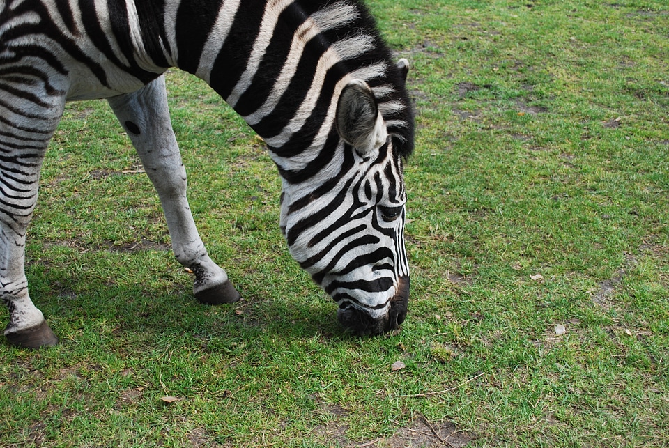 Animal wildlife wild