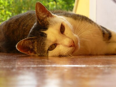 Cat tiger white rest
