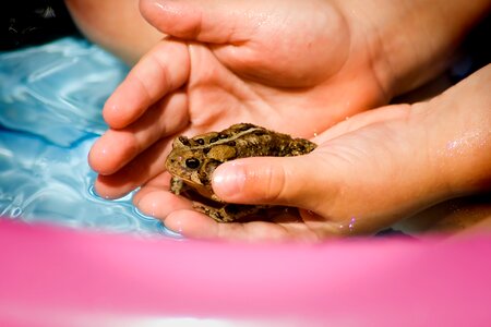 Kid hands frog holding toad