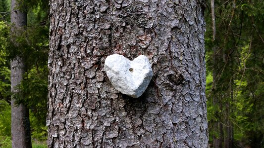 Tree heartshaped rock