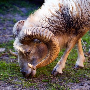 Pasture farm economy